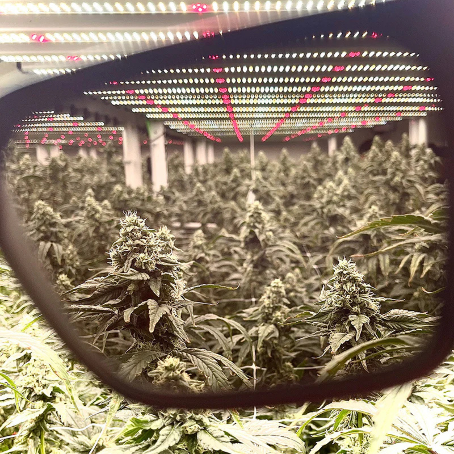 Method Seven Growing Exposed Evolution FX2 (Full Spectrum LED Protective Glasses - Emerald Tortoise)