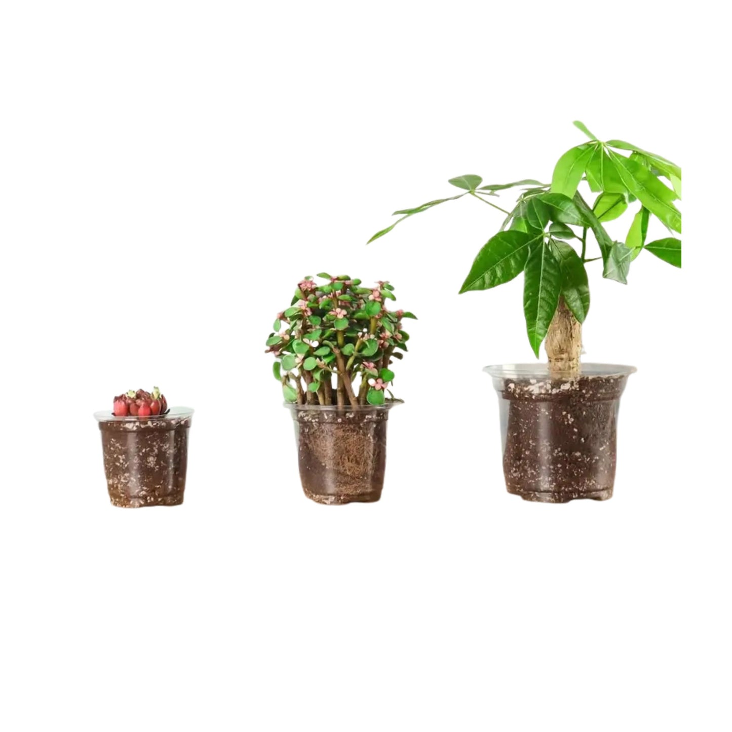 Pots with Humidity Dome