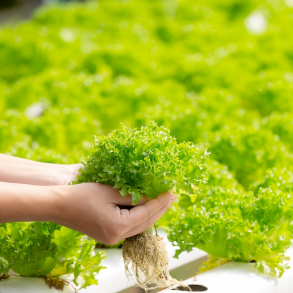 Hydroponic Systems