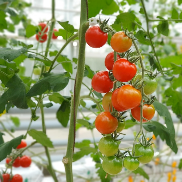 Harvesting
