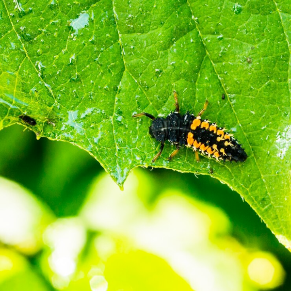 Pest & Disease