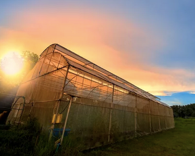 Complete Grow Kits