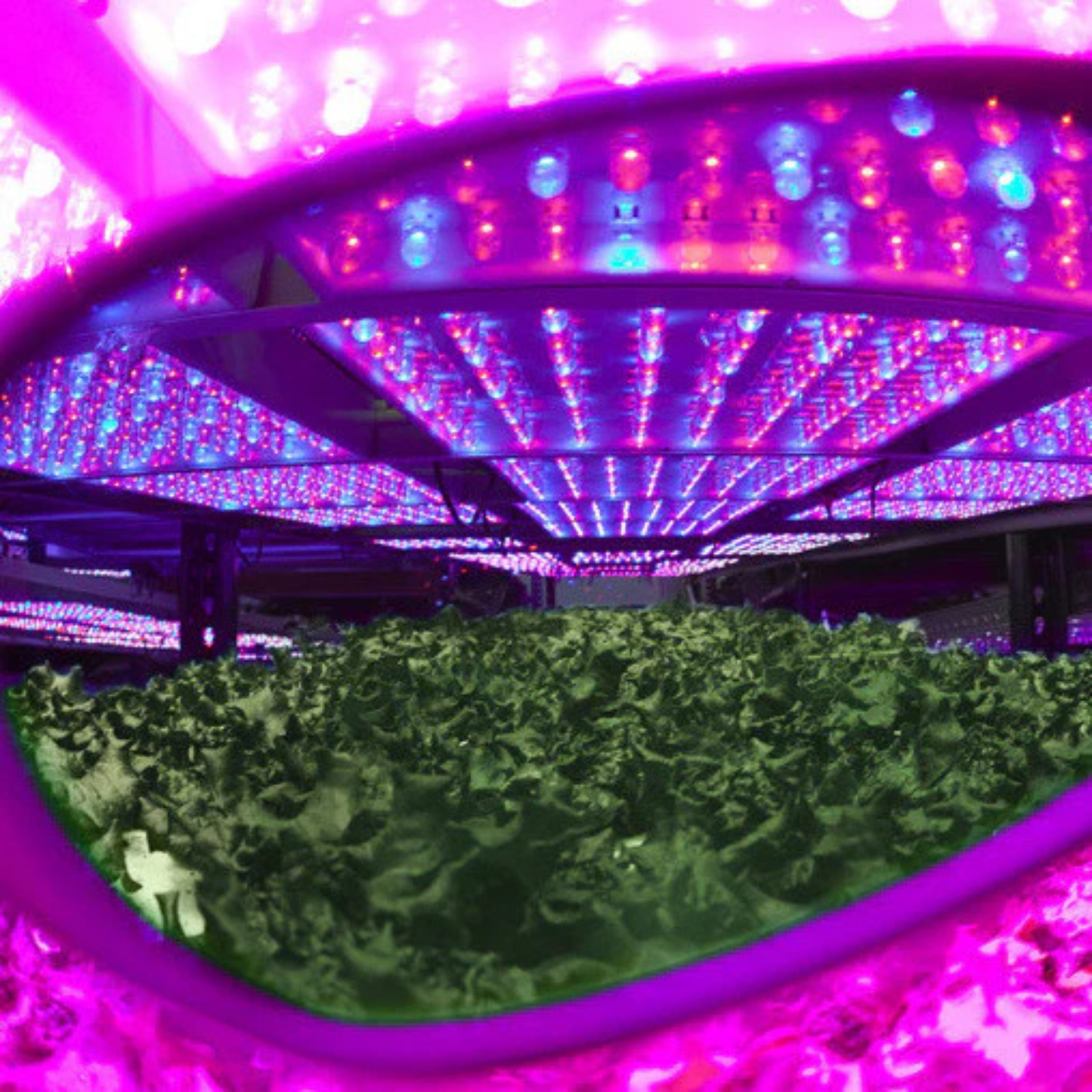 Method Seven Cultivator Blurple LED Classic