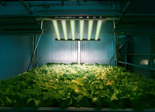 Digi-Lumen Halo 400 W LED