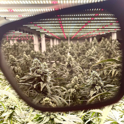 Method Seven Growing Exposed Evolution FX2 (Full Spectrum LED Protective Glasses - Emerald Tortoise)