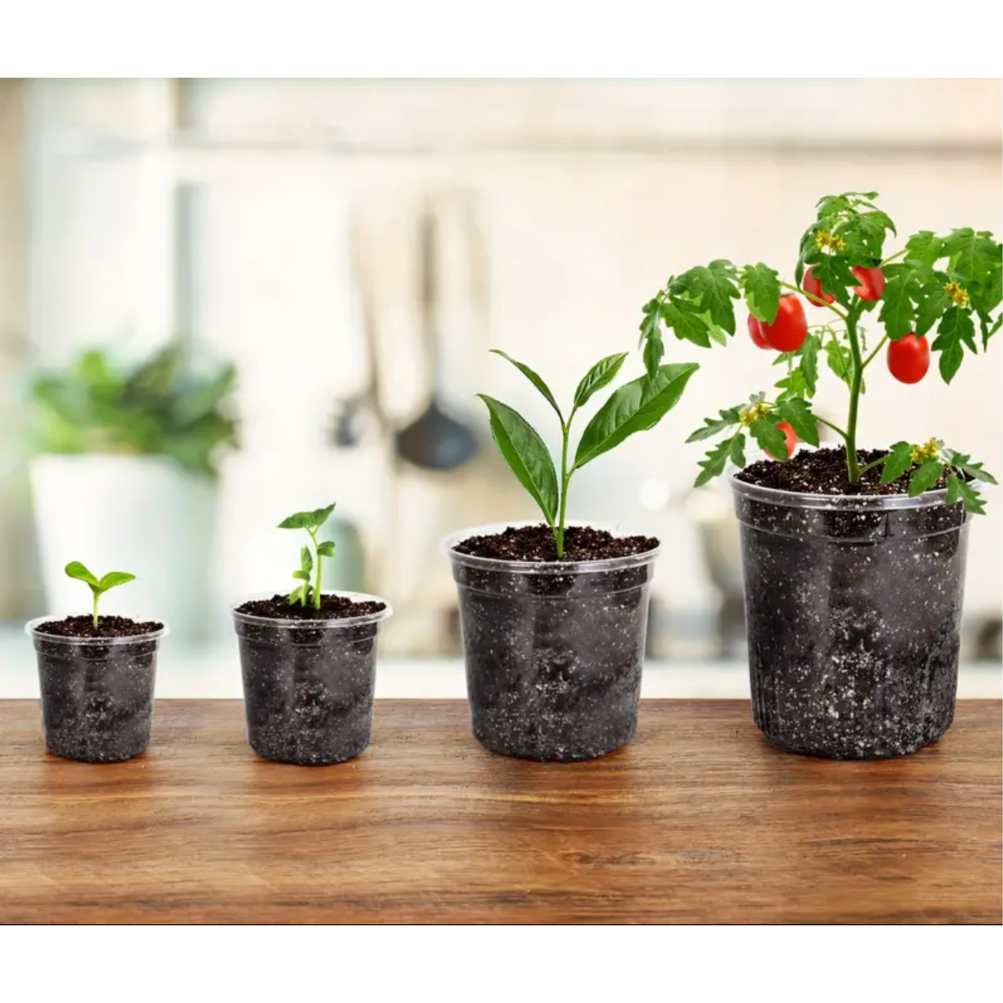 Clear Plastic Pot