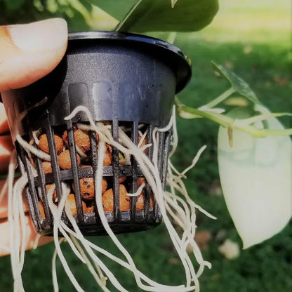 85mm Black Plastic Mesh Net Cups with Drainage Holes