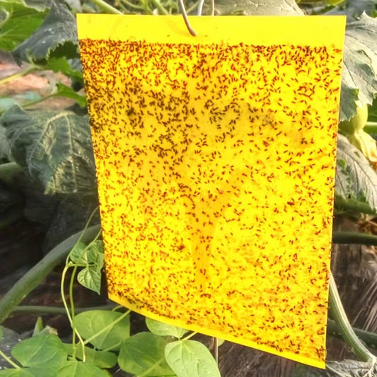 Yellow Sticky Insect Trap - Pk 10