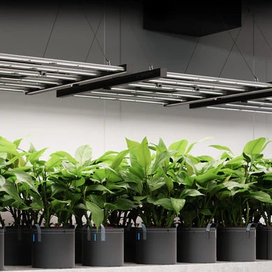 AC Infinity - Ionframe EVO10, Samsung LM301H EVO 1000 Watt, 5x5 Ft or 150x150 cm flower