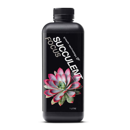 GT - SUCCULENT FOCUS